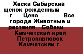 Хаски Сибирский (щенок рожденный 20.03.2017г.) › Цена ­ 25 000 - Все города Животные и растения » Собаки   . Камчатский край,Петропавловск-Камчатский г.